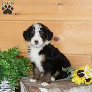 Dolly – F1, Bernedoodle Puppy